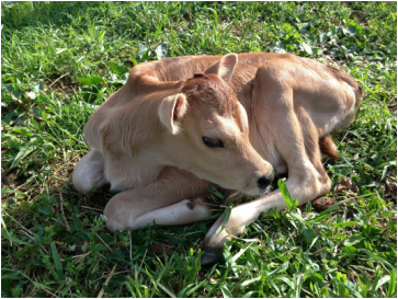 Buttermilk Jersey cow heifer calf born on Spring pasture