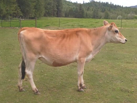 A2/A2 Mini Jersey cows for sale, A2/A2 Purebred Mini Jersey dairy family milk cows at North Woods Homestead, Purebred Mini Jersey Society, Polled Bulls, A2/A2 Miniature Jersey bulls for AI