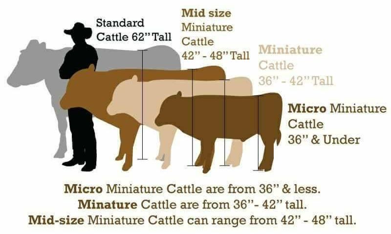 mini jersey cow price
