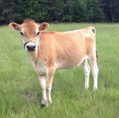 100% DNA Pure Mini Jersey Cows